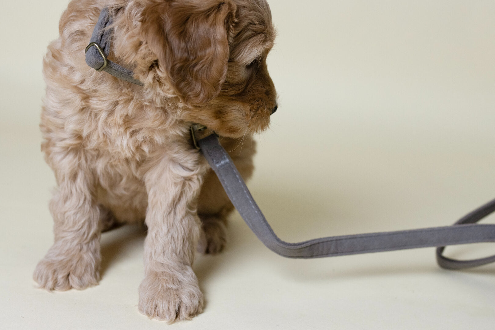 Doodle pup checklist: dit heb je écht nodig voor een rustige start