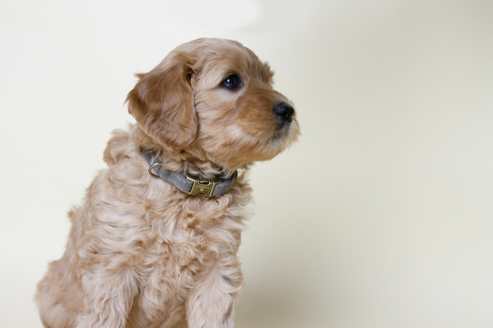 De eerste dagen met een Labradoodle pup in huis: waar let je op?