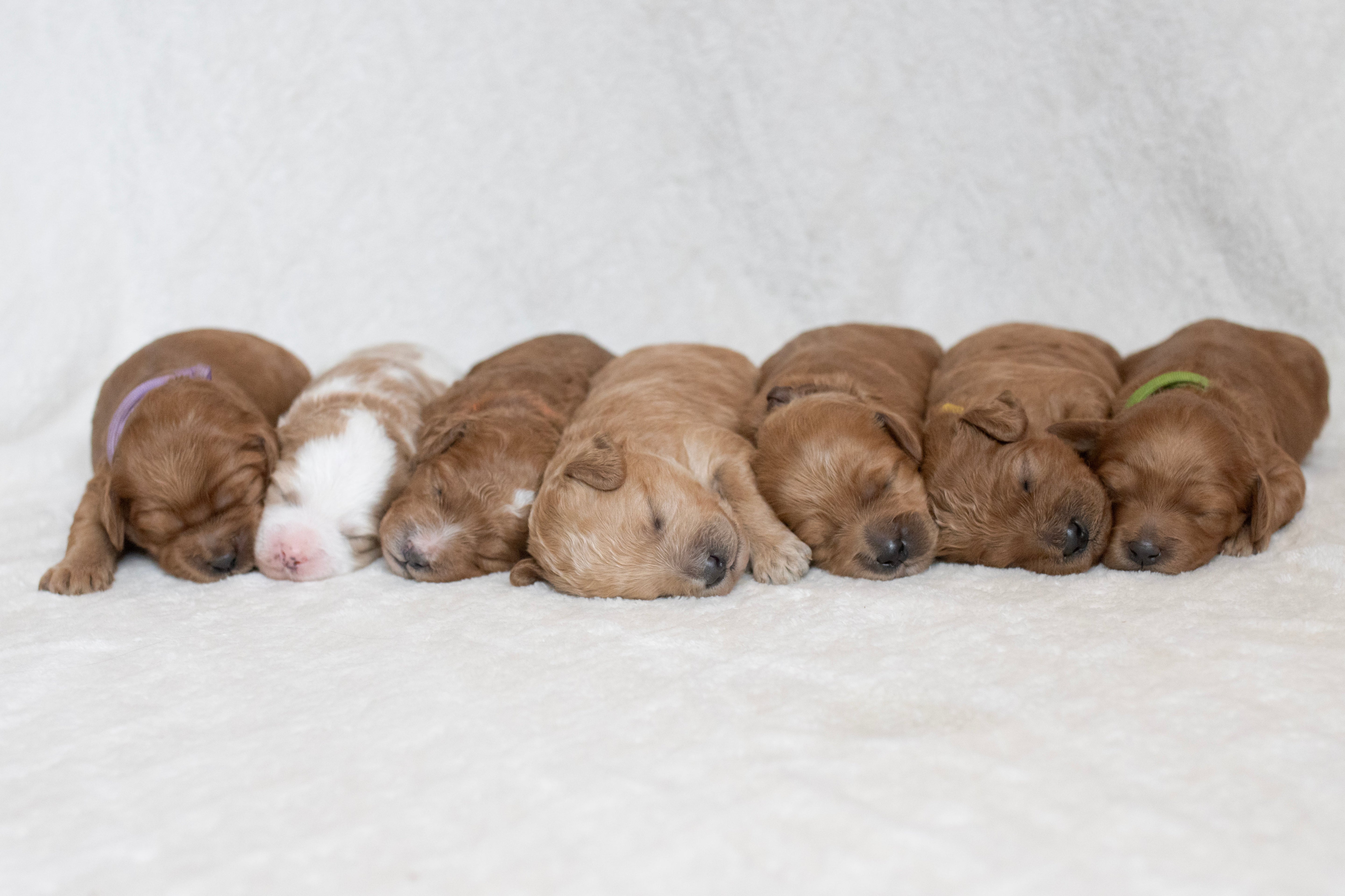 De eerste weken met je Australian Labradoodle puppy