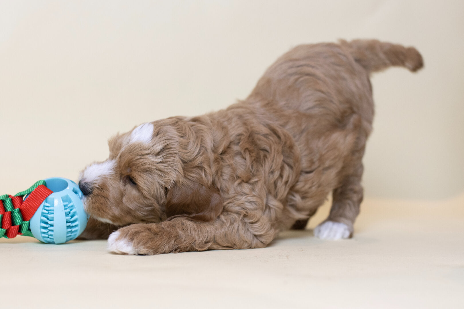 Jouw huis puppy-proof maken: welkom nieuwsgierig huisgenootje