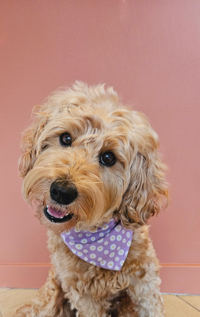 Bandana lila madeliefjes