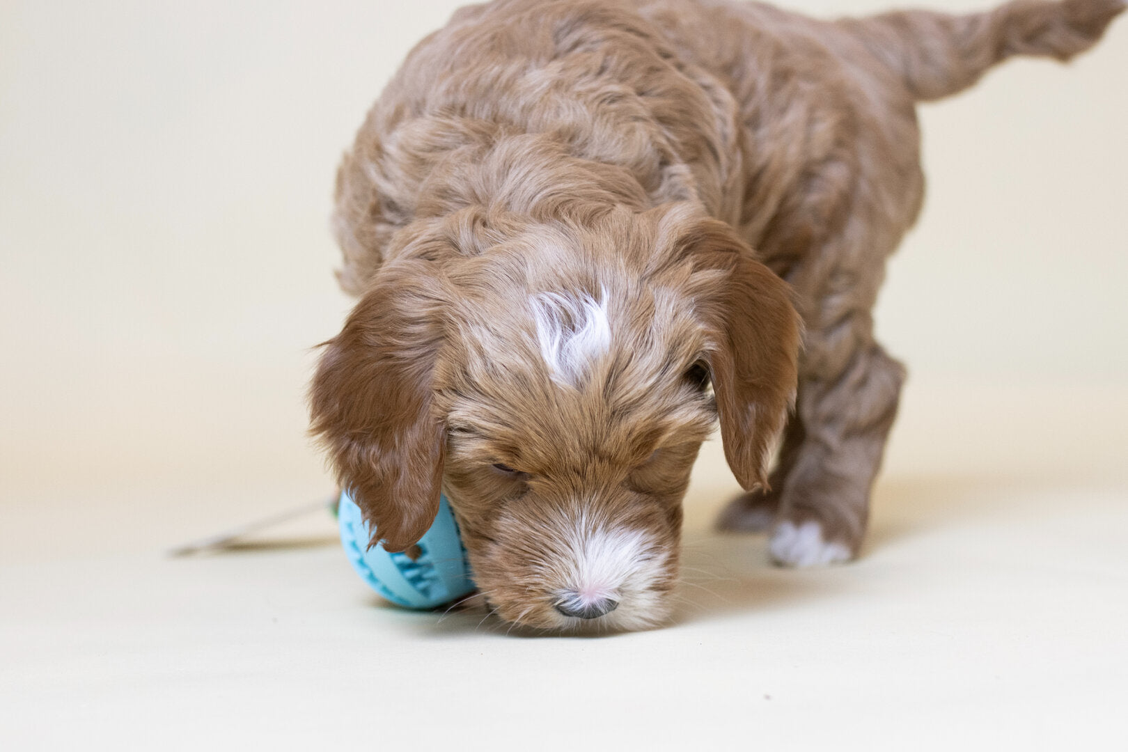 Puppy Snackbal – Topmast Slingshot Treat Bal 22 cm Betuwse Labradoodles