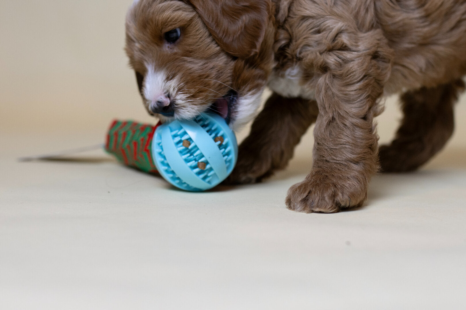 Puppy Snackbal – Topmast Slingshot Treat Bal 22 cm Betuwse Labradoodles