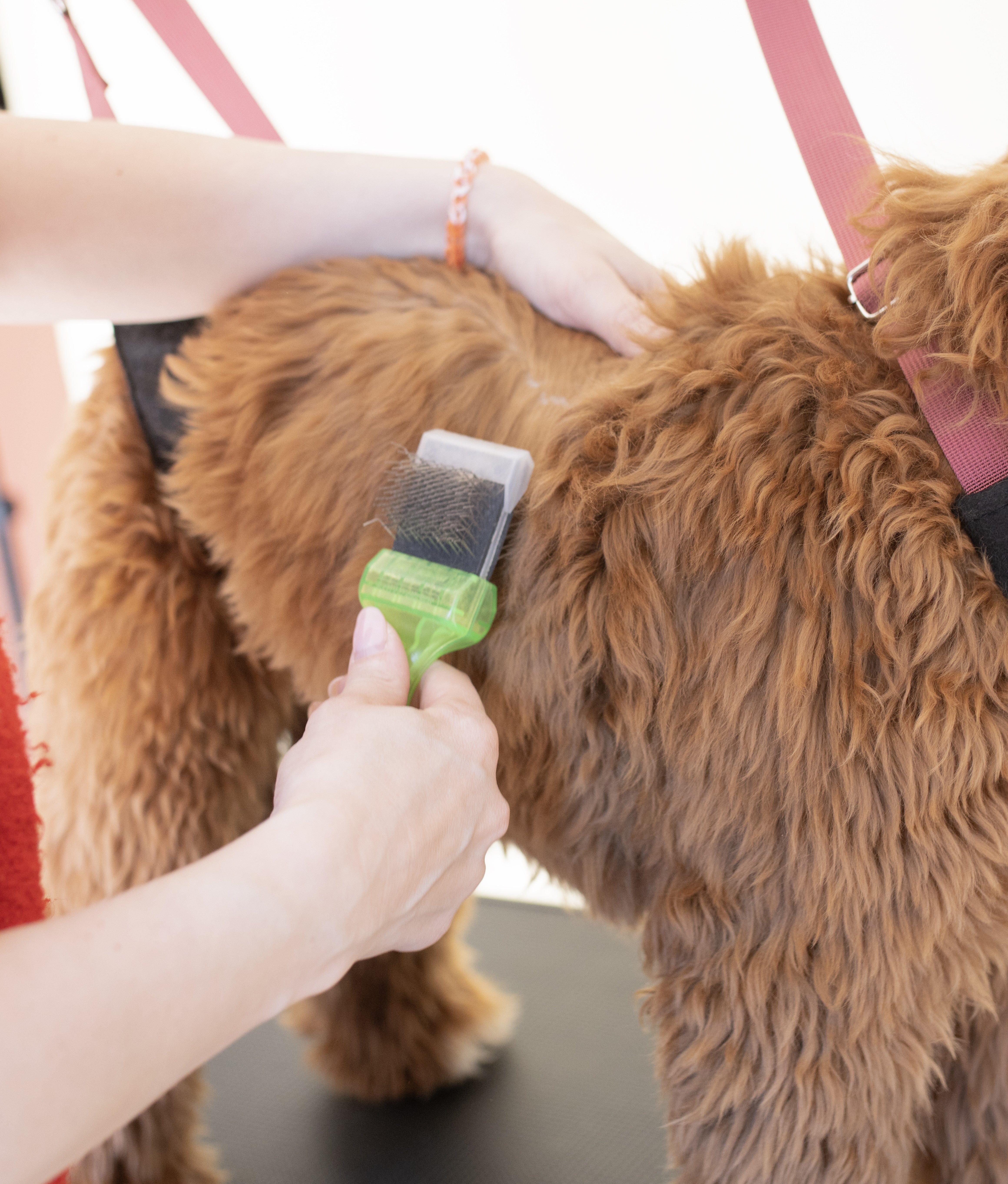 Activet Borstel voor Labradoodles – Klitten & Vervilting