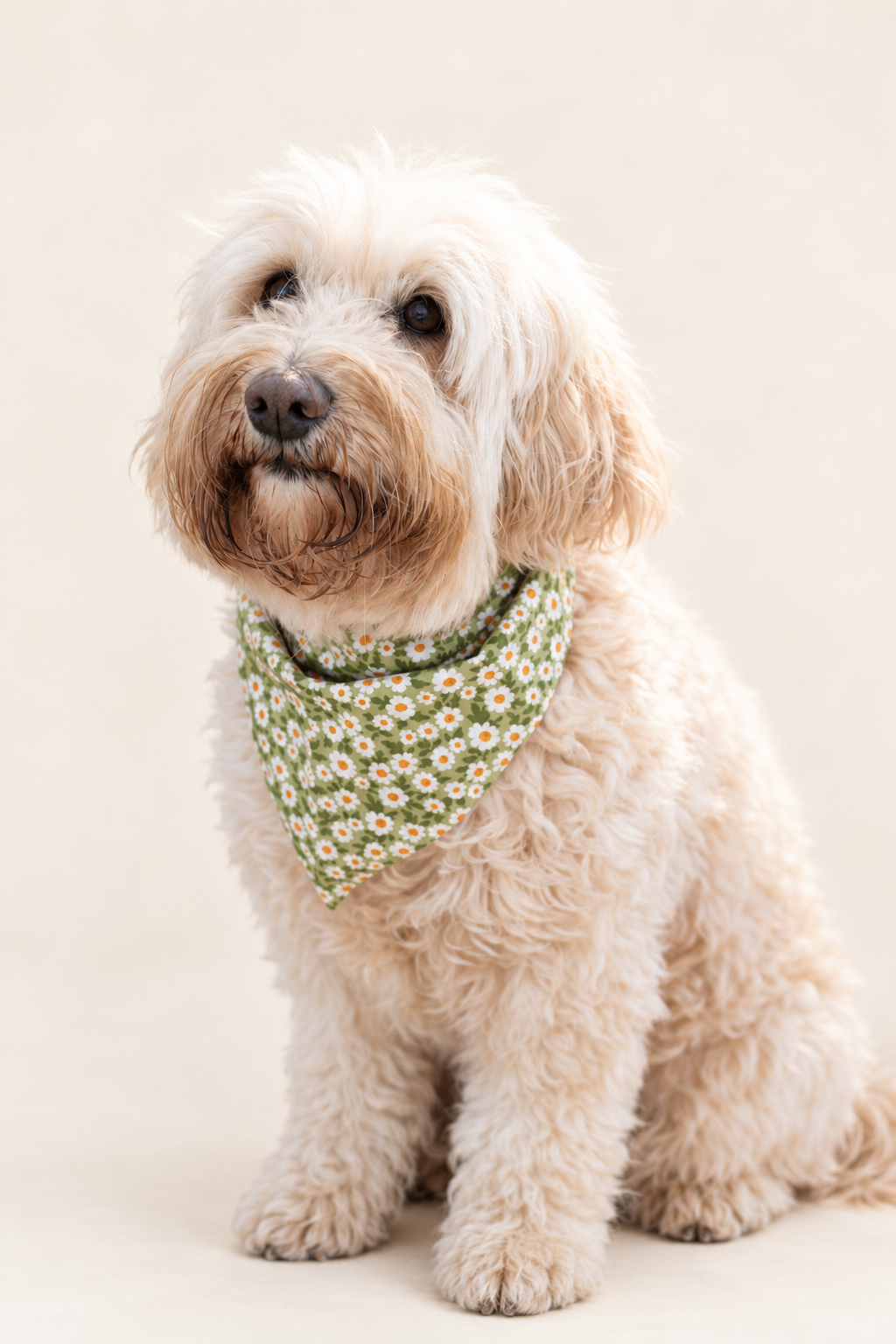 Hondenbandana met vlinderdas – groen & paars