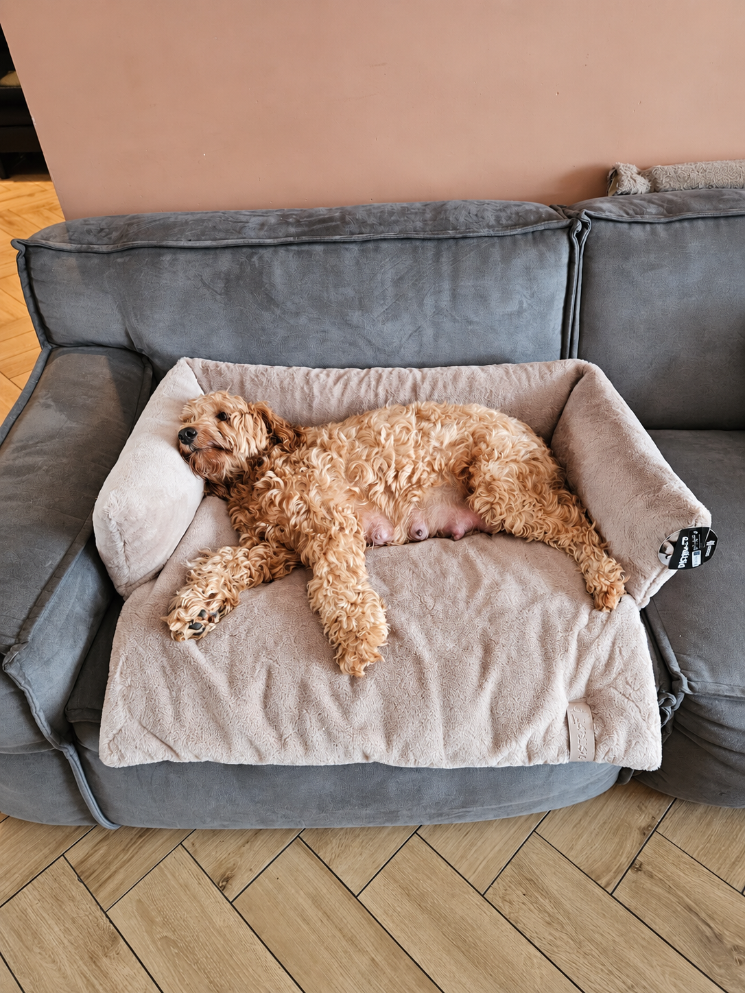 Hondenmand voor op de Bank – District 70 NUZZLE voor Labradoodle