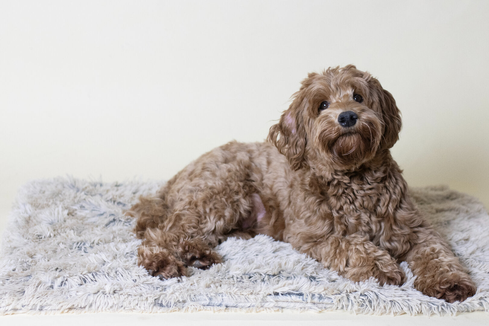 Complete Labradoodle Bench Set maat L + mand & accessoires Rust & Veiligheid in Huis
