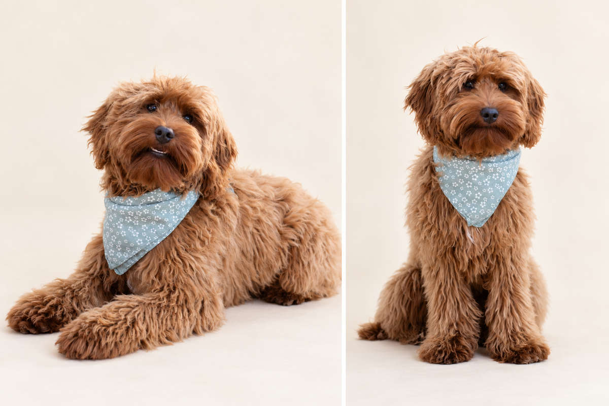 Labradoodle met groene hondenbandana met witte bloemenprint