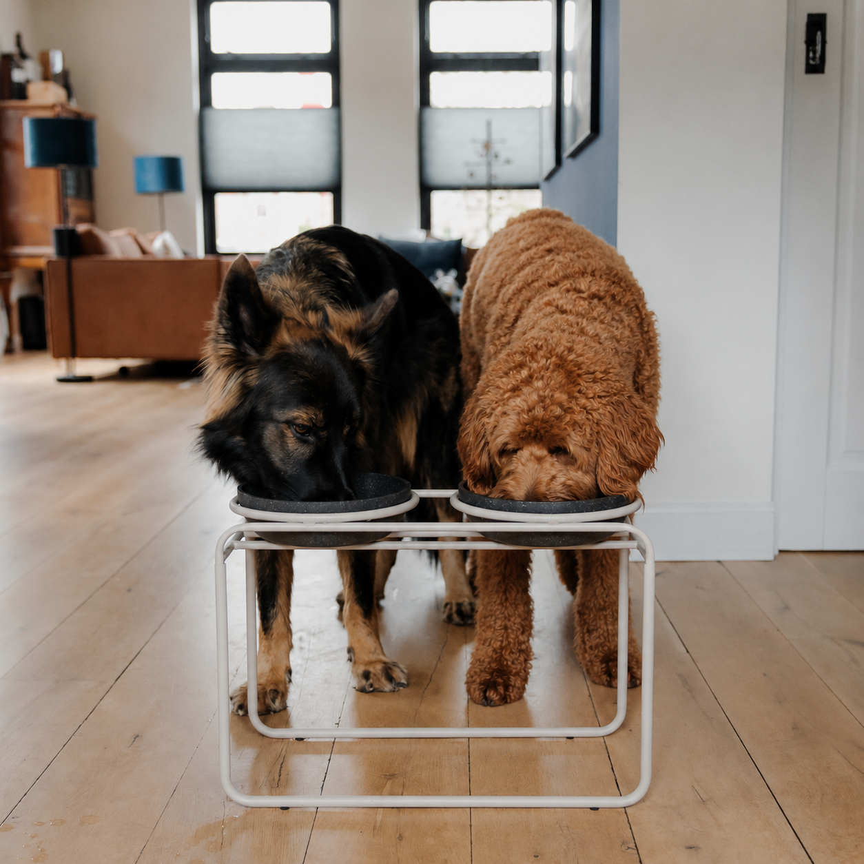 Stel je Verhoogde Voerbakset voor je Labradoodle Samen