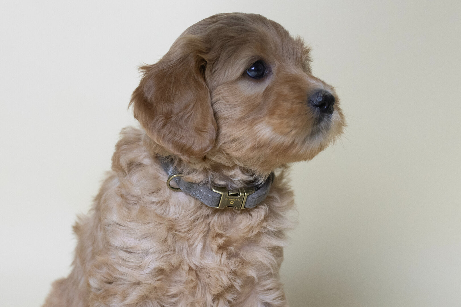 Flamingo Janka Puppy Halsband – Zacht & Verstelbaar voor Labradoodle pups