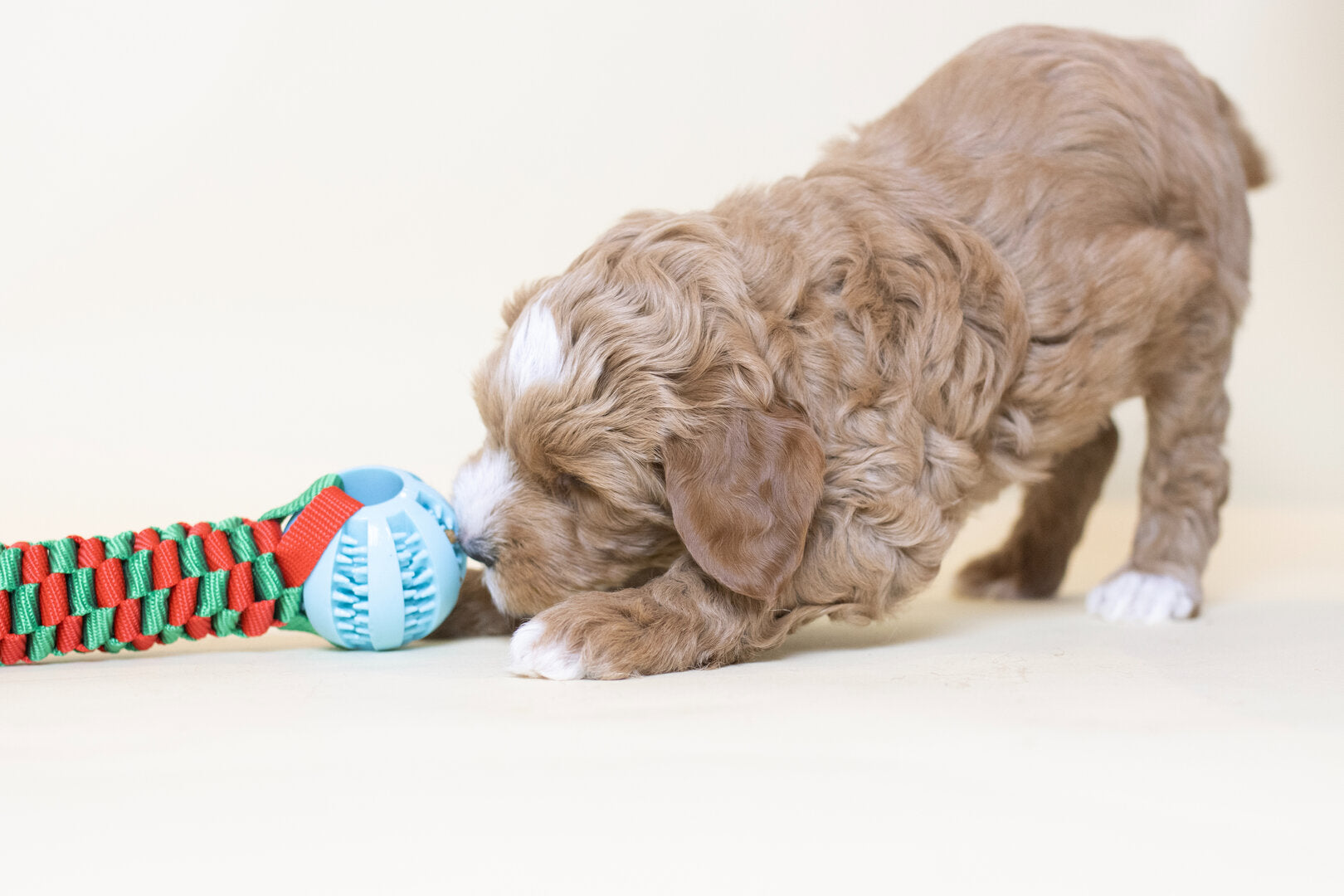 Puppy Snackbal – Topmast Slingshot Treat Bal 22 cm Betuwse Labradoodles