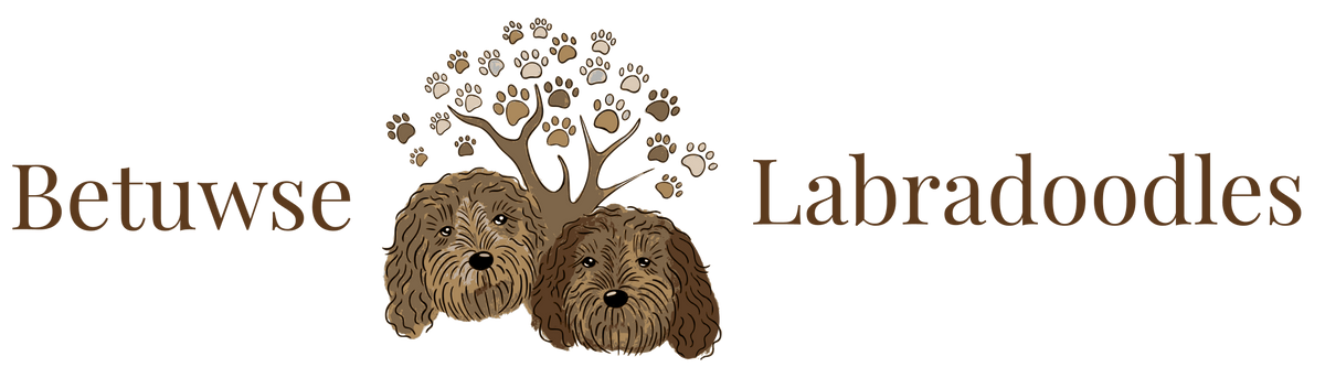 Betuwse Labradoodles Shop
