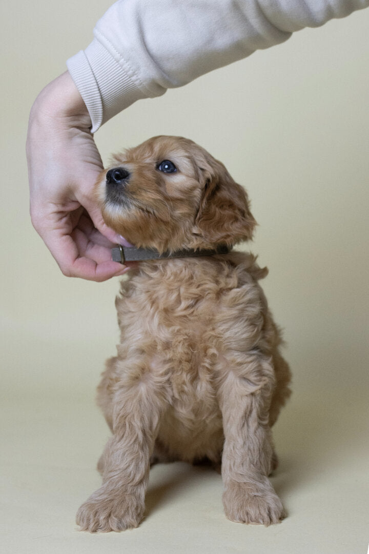 Flamingo Janka Puppy Halsband – Zacht & Verstelbaar voor Labradoodle pups