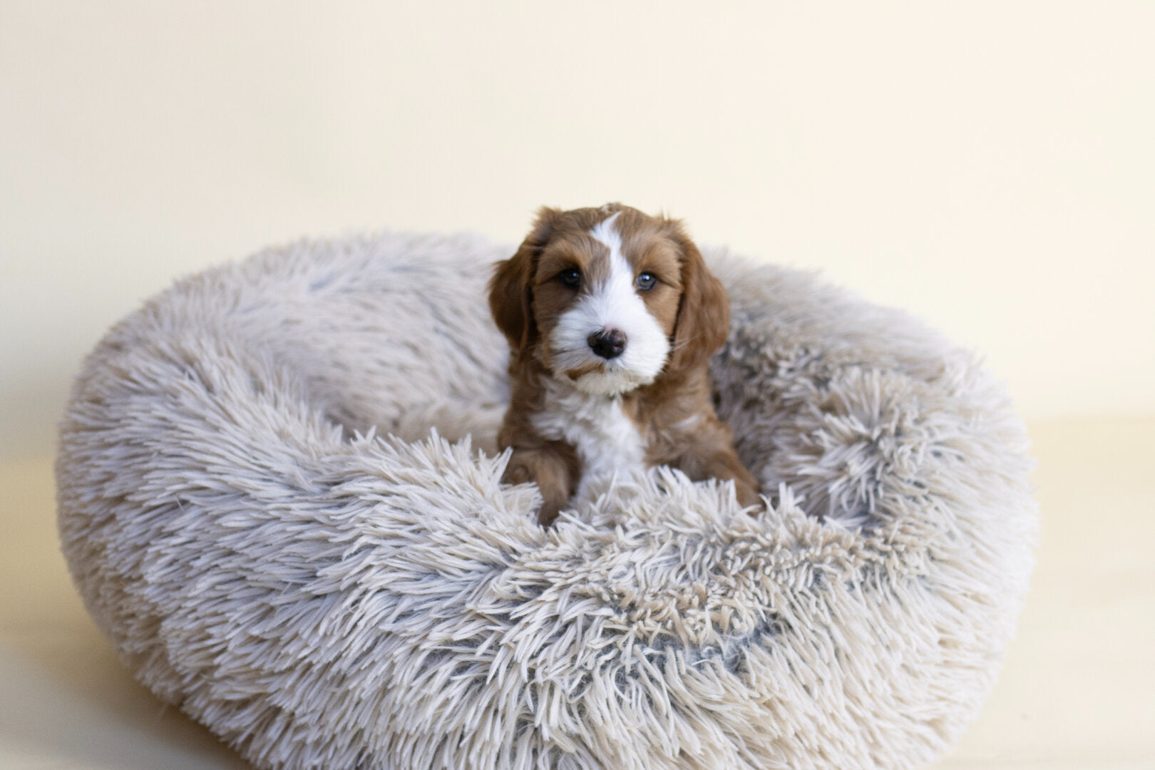 Complete Labradoodle Bench Set maat L + mand & accessoires Rust & Veiligheid in Huis