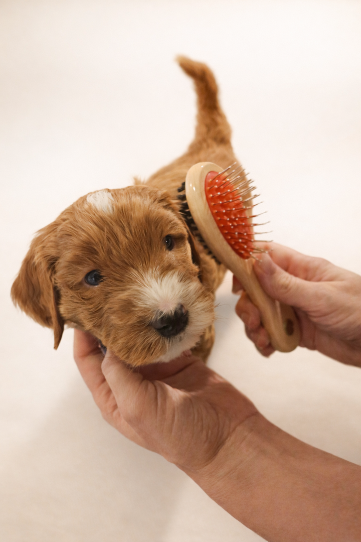 Puppy Startpakket voor Labradoodles – Complete Rustige Startset
