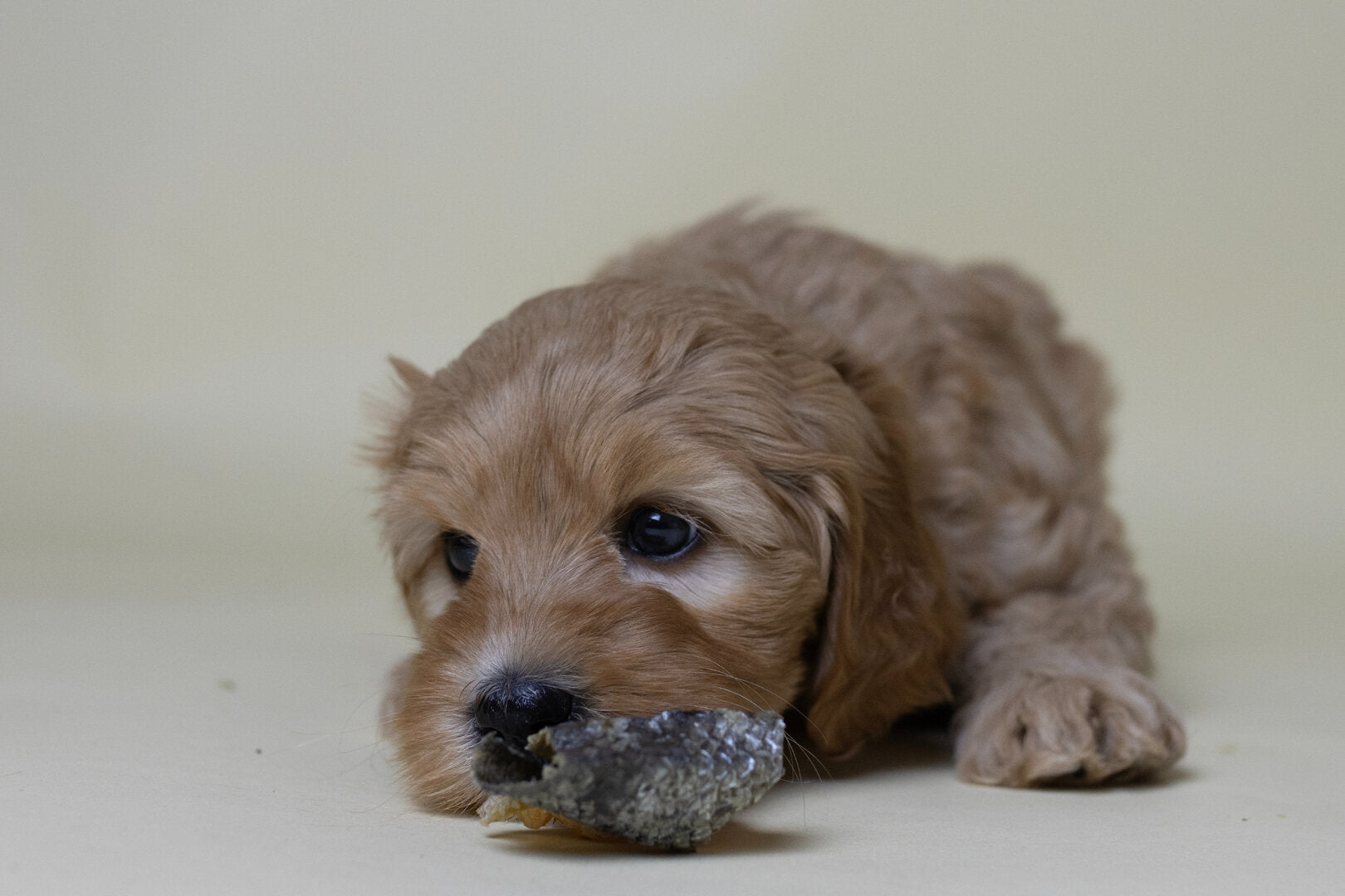 Natuurlijke Vis Hondensnacks – Kabeljauwhuid & Zalmhuid voor Hond en Puppy