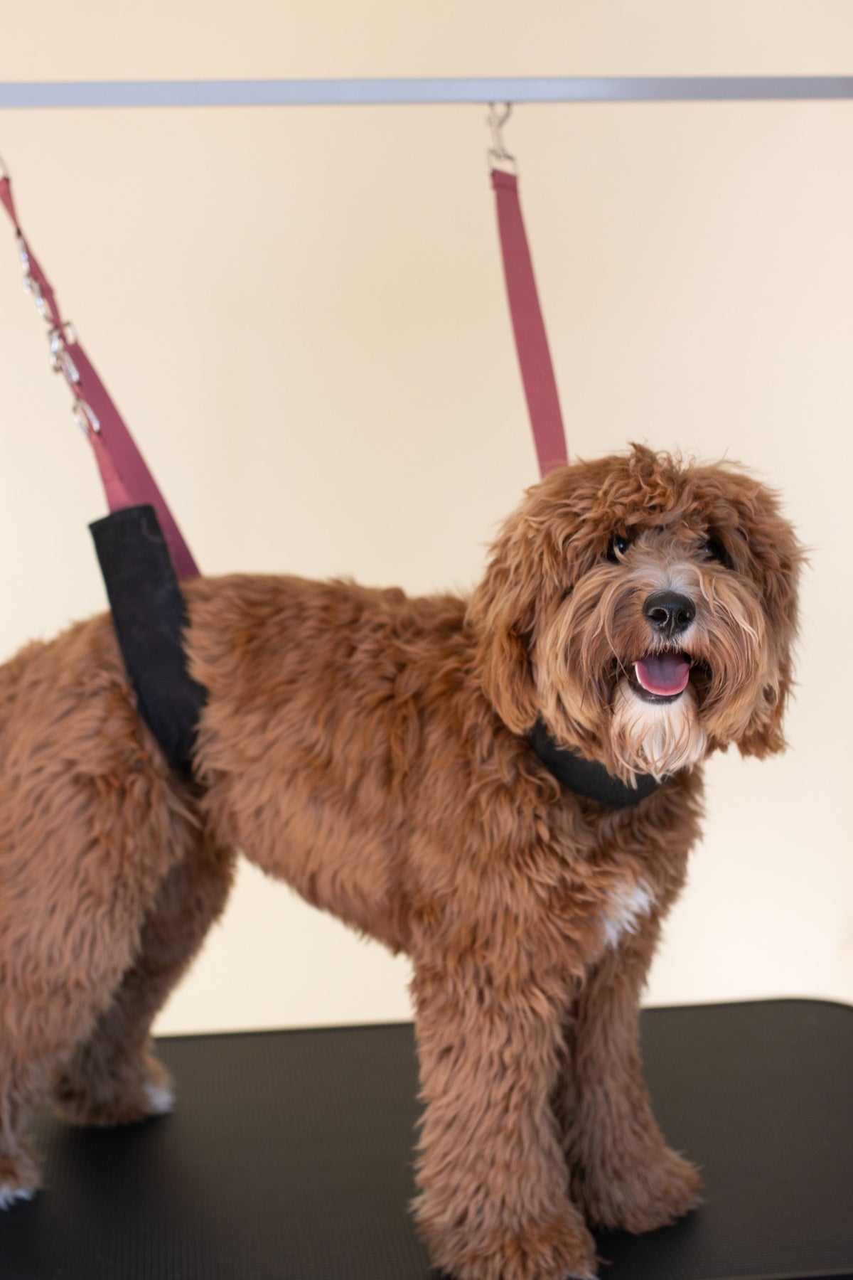 Bruine Labradoodle op een trimtafel met roze trimlussen en zachte zwarte voering.