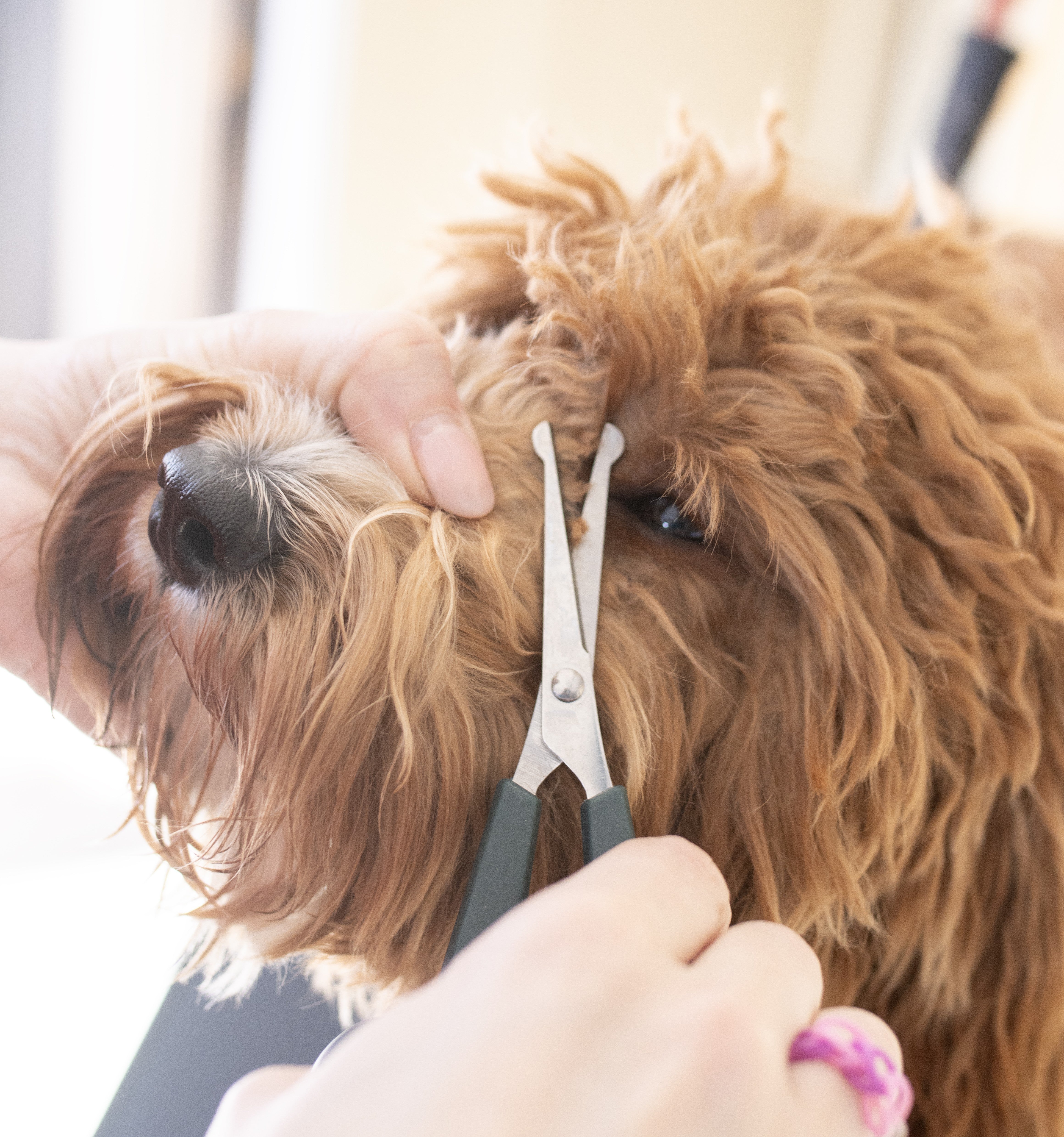 Trimschaar voor Labradoodles – Veilig met Ronde Punt voor Ogen & Snuit