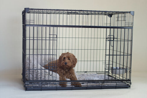 Zo leert je Labradoodle pup rustig slapen