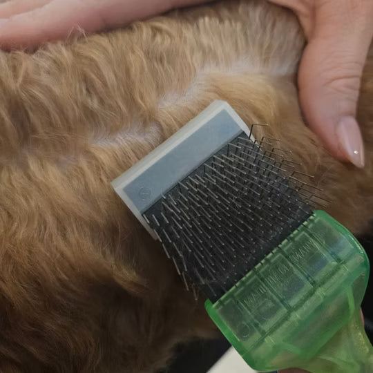 Labradoodle verzorgen: vacht borstelen, wassen en trimmen
