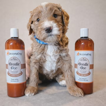 Beste shampoo voor een Labradoodle? Advies van fokker & trimsalon