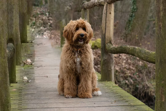 Labradoodle advies & tips