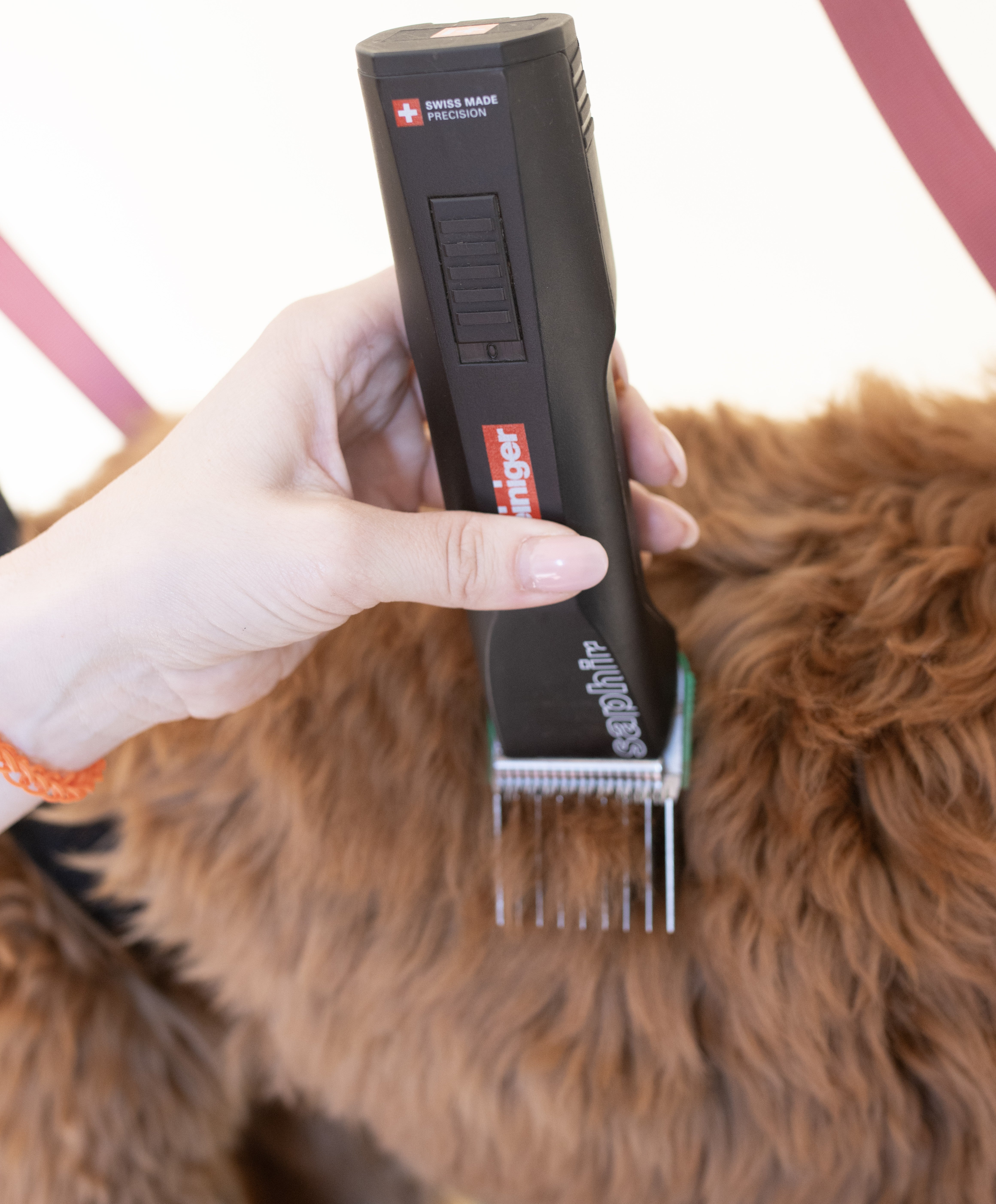 Beste tondeuse voor een Labradoodle: welke heb je nodig?