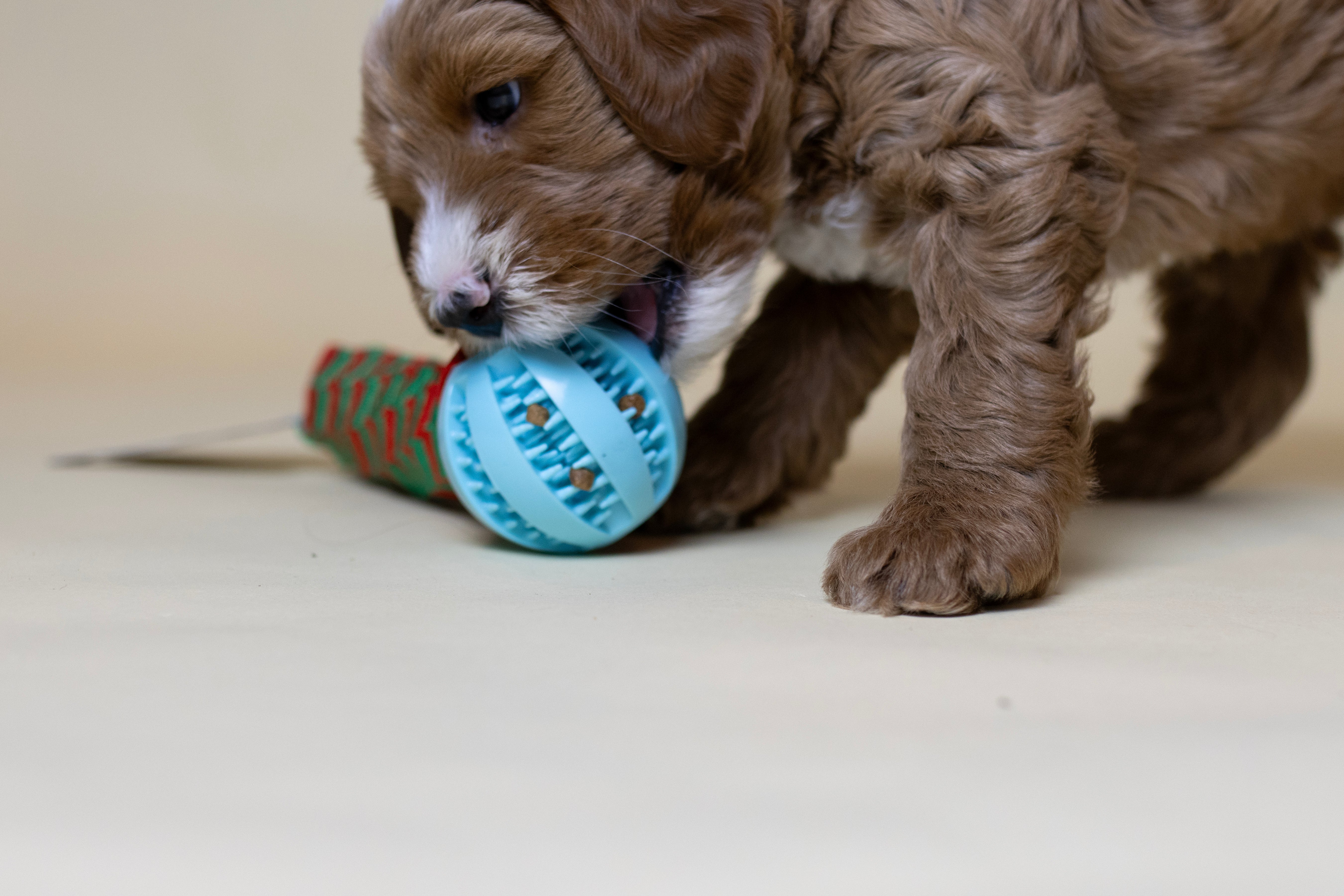 Jouw huis puppy-proof maken: welkom nieuwsgierig huisgenootje