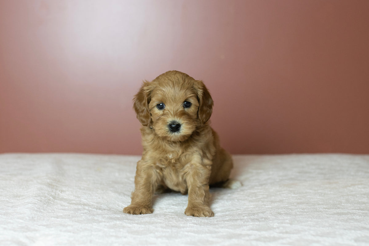 Labradoodle advies & keuzehulp: begin bij jouw vraag
