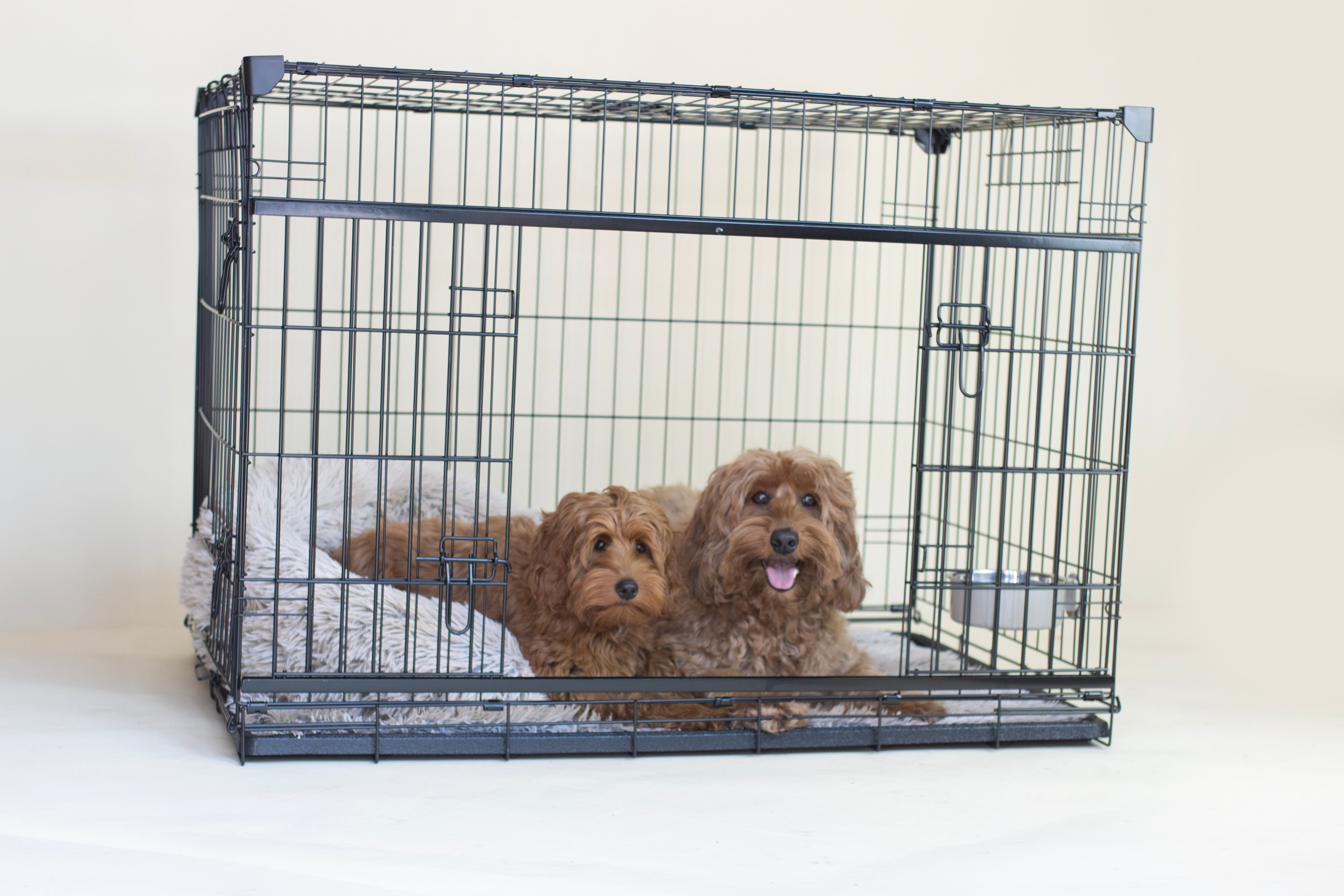 Labradoodle pup leren slapen | Zo slaapt jouw puppy rustig door (Complete gids 2026)