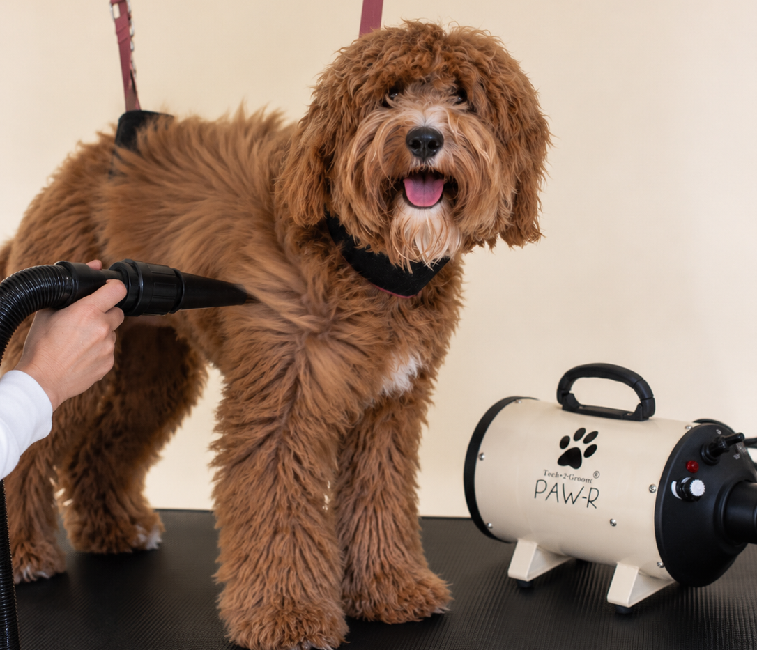 Welke waterblazer voor een Labradoodle? Complete keuze- en gebruiksgids
