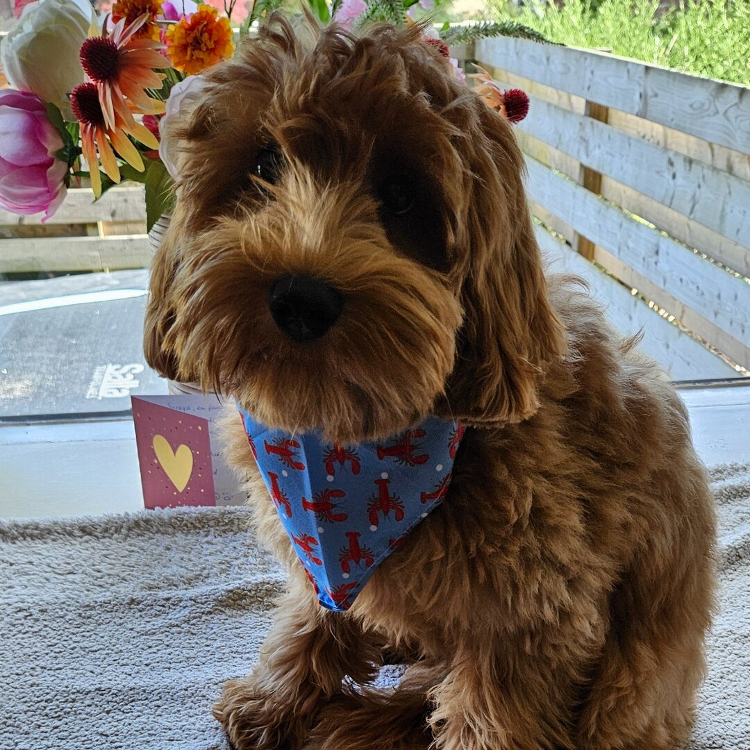 Bandana blauw met kreeftjes