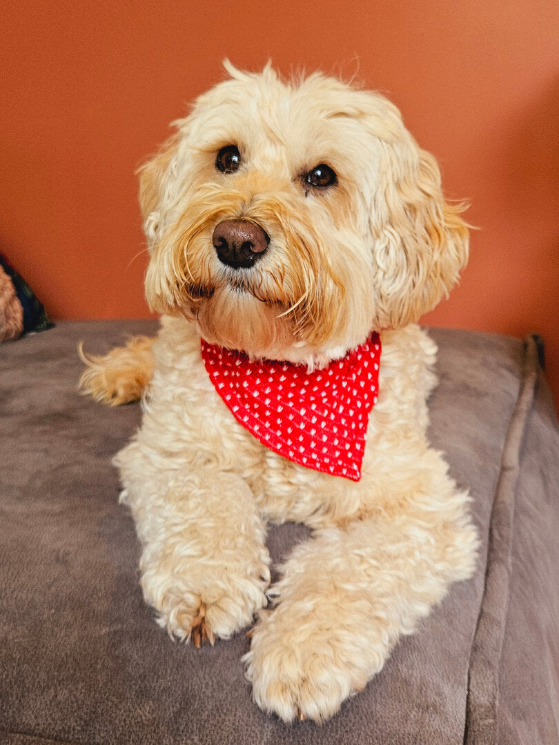Bandana hartjes rood/wit