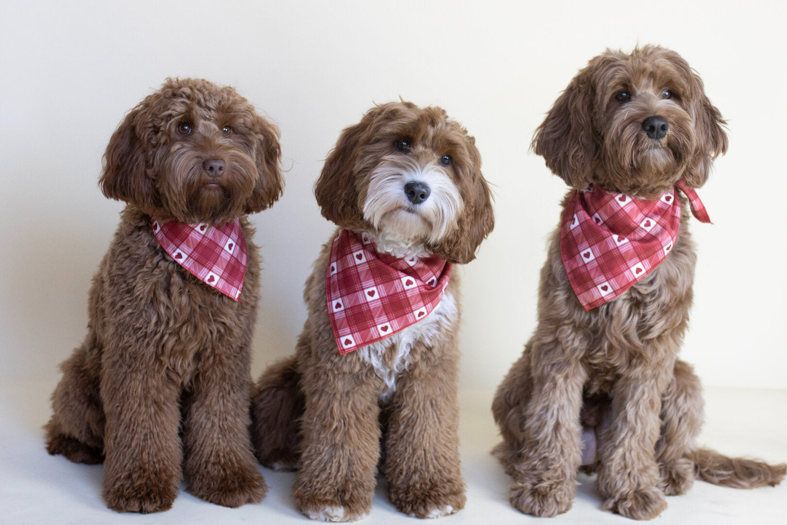 Honden Bandana Hartjes – Labradoodle Liefdesprint