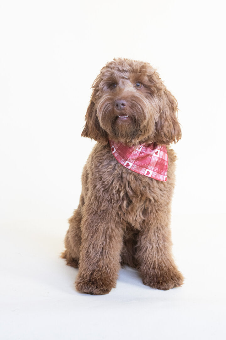 Honden Bandana Hartjes – Labradoodle Liefdesprint