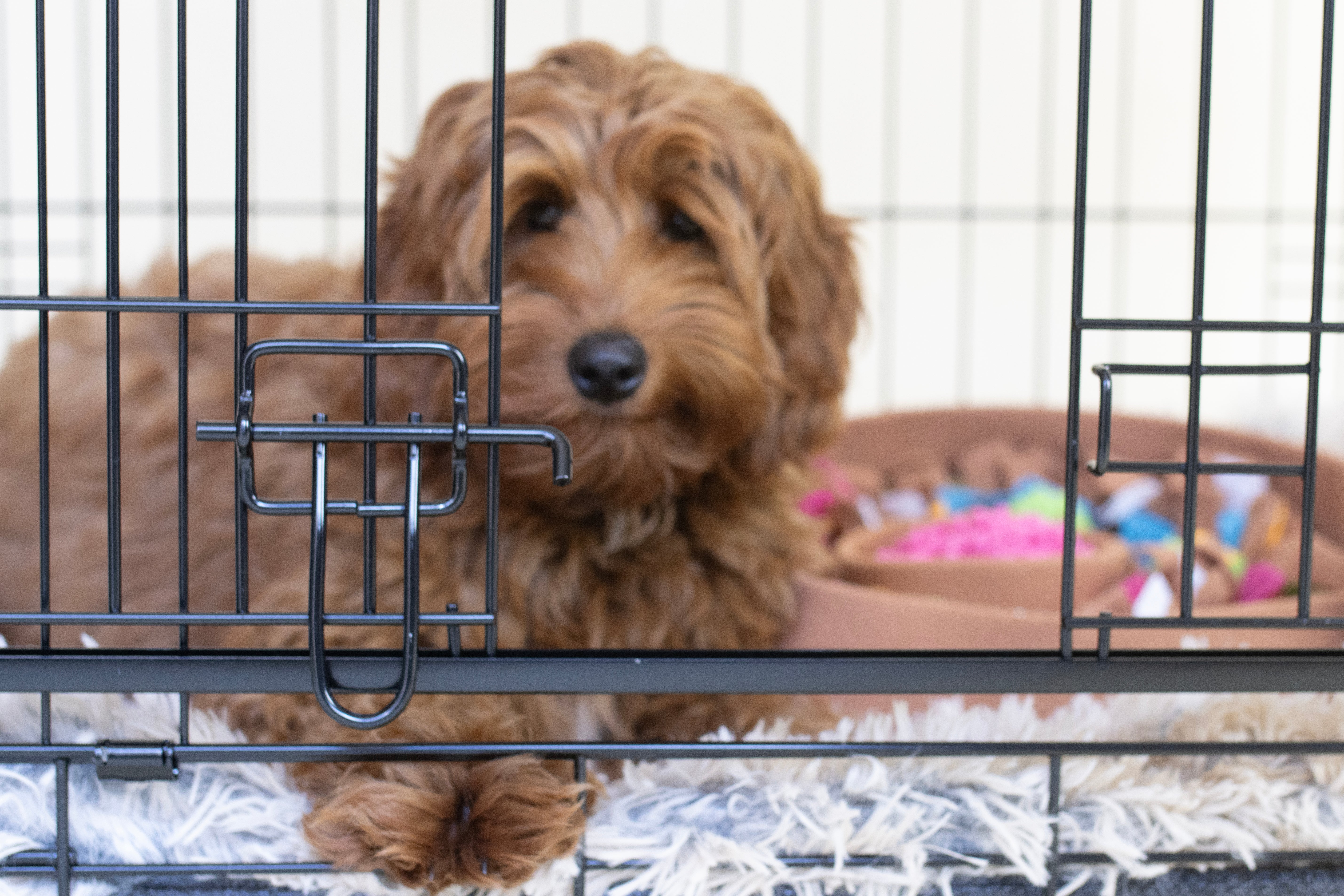 Snuffelmat Hond – Voorkom Verveling & Stimuleer Natuurlijk Snuffelgedrag