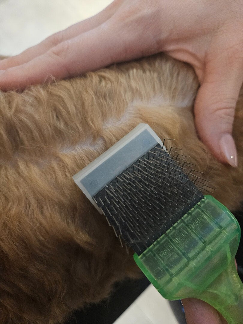 Activet Borstel voor Labradoodles – Klitten & Vervilting