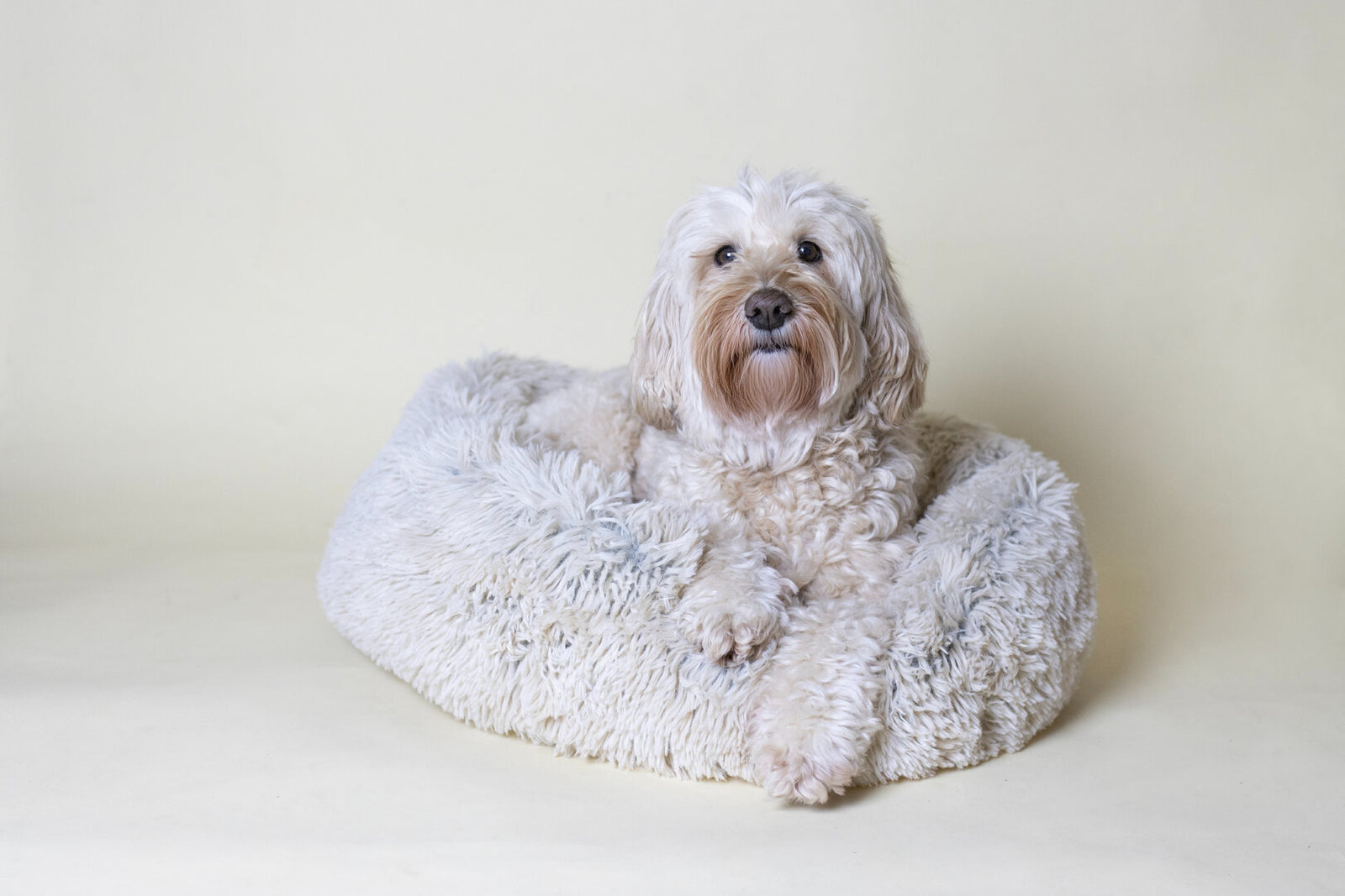 Betuwse Labradoodles Shop