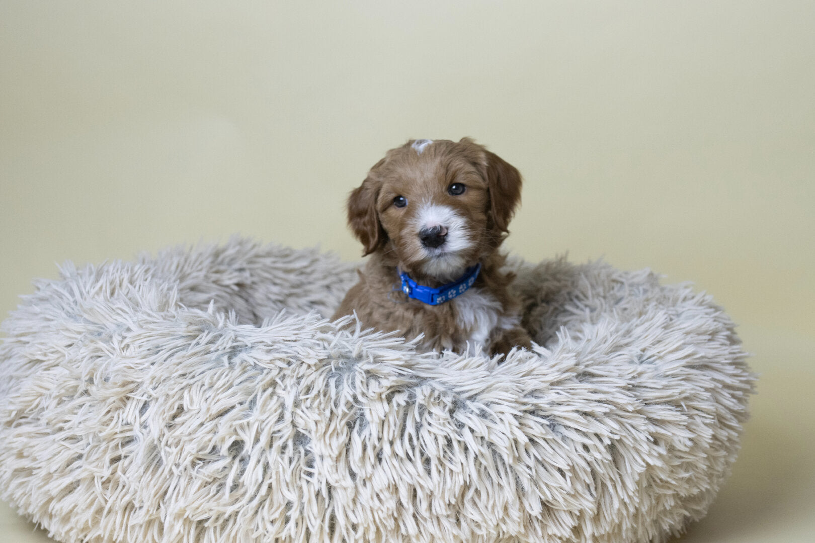 AirLOFT Donut Hondenmand taupe – Fluffy Kalmerend Bed voor Labradoodle & puppy's