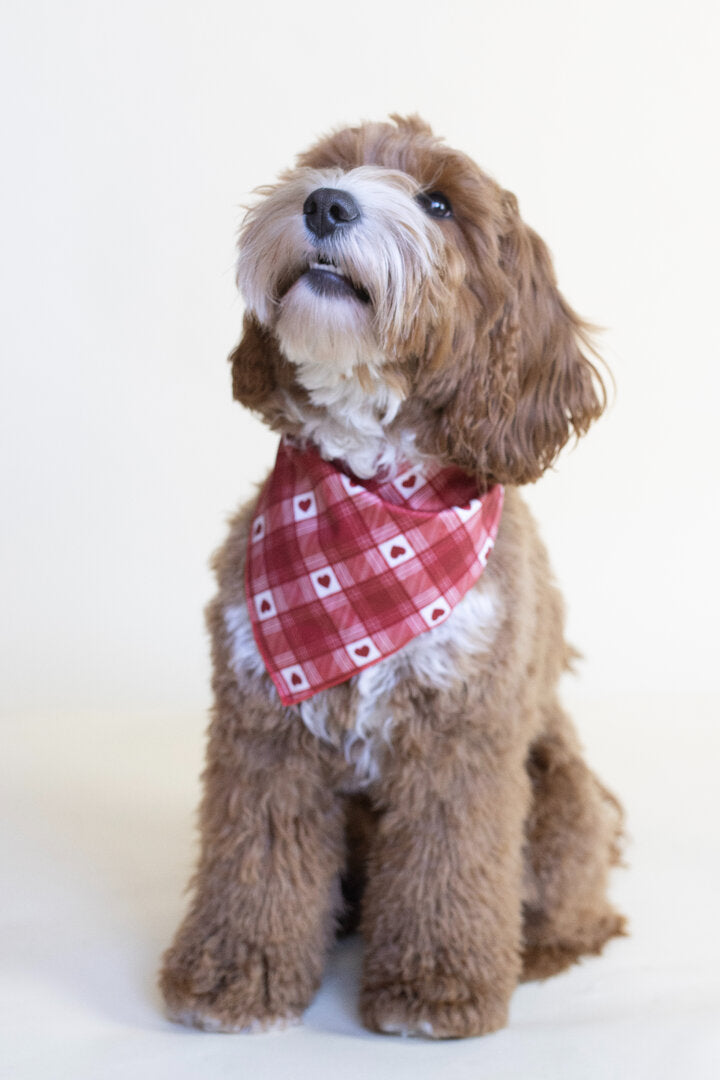 Honden Bandana Hartjes – Labradoodle Liefdesprint