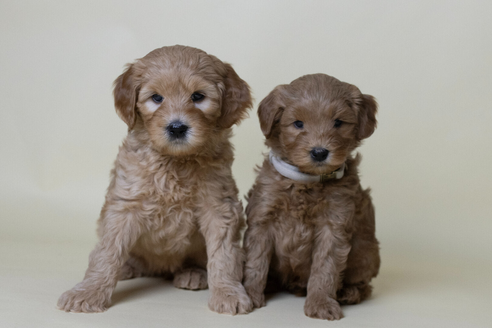 Flamingo Janka Puppy Halsband – Zacht & Verstelbaar voor Labradoodle pups