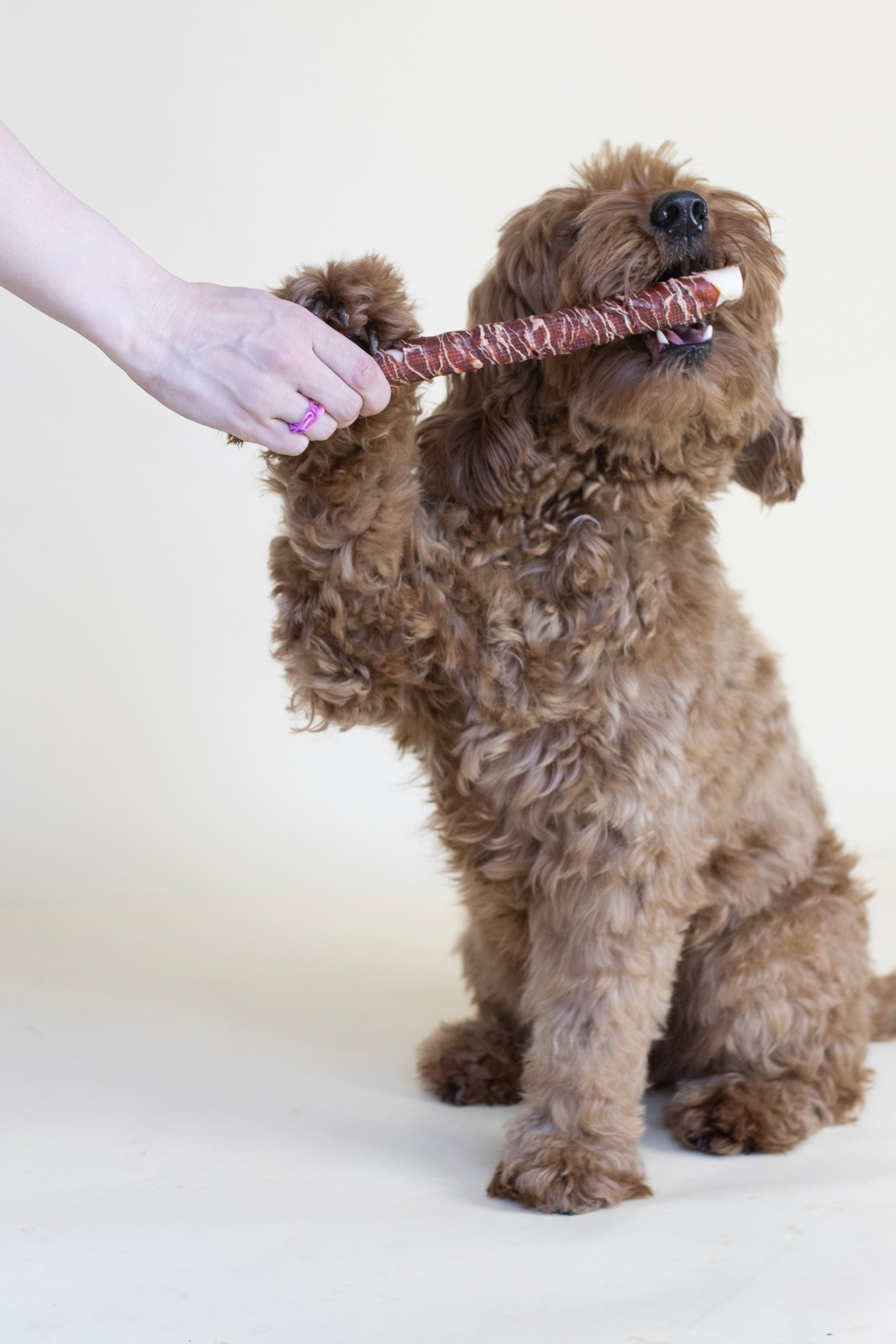 R'Hide Staaf met Eend & Kabeljauw – Graanvrije Hondensnack | Betuwse Labradoodles