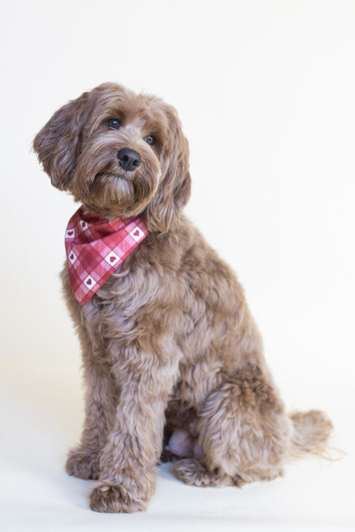 Honden Bandana Hartjes – Labradoodle Liefdesprint
