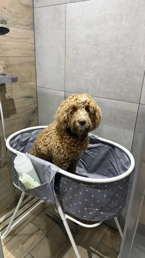 Bruine Labradoodle in een grijs verhoogd hondenbad in de douche.