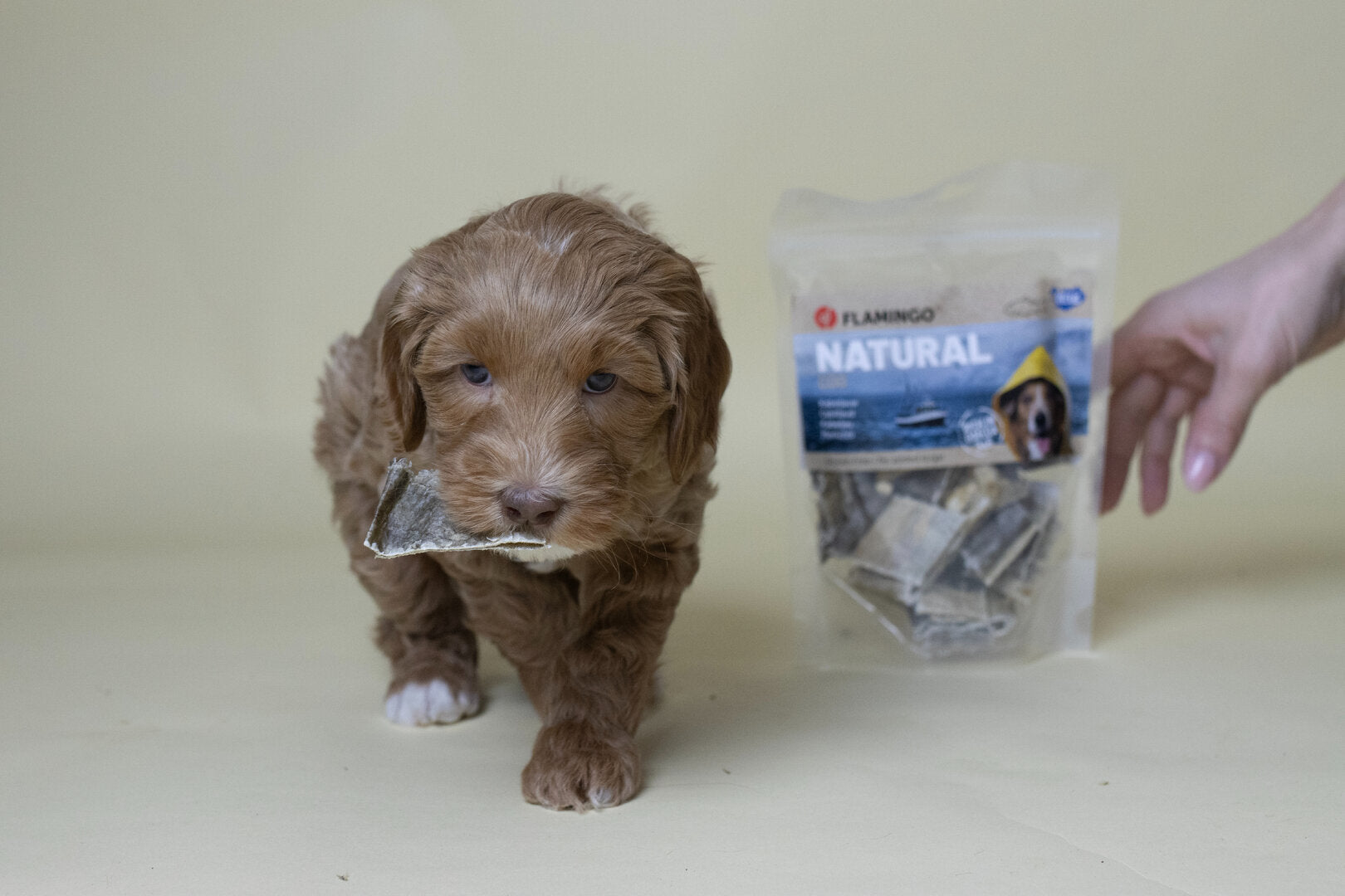 Natuurlijke Vis Hondensnacks – Kabeljauwhuid & Zalmhuid voor Hond en Puppy