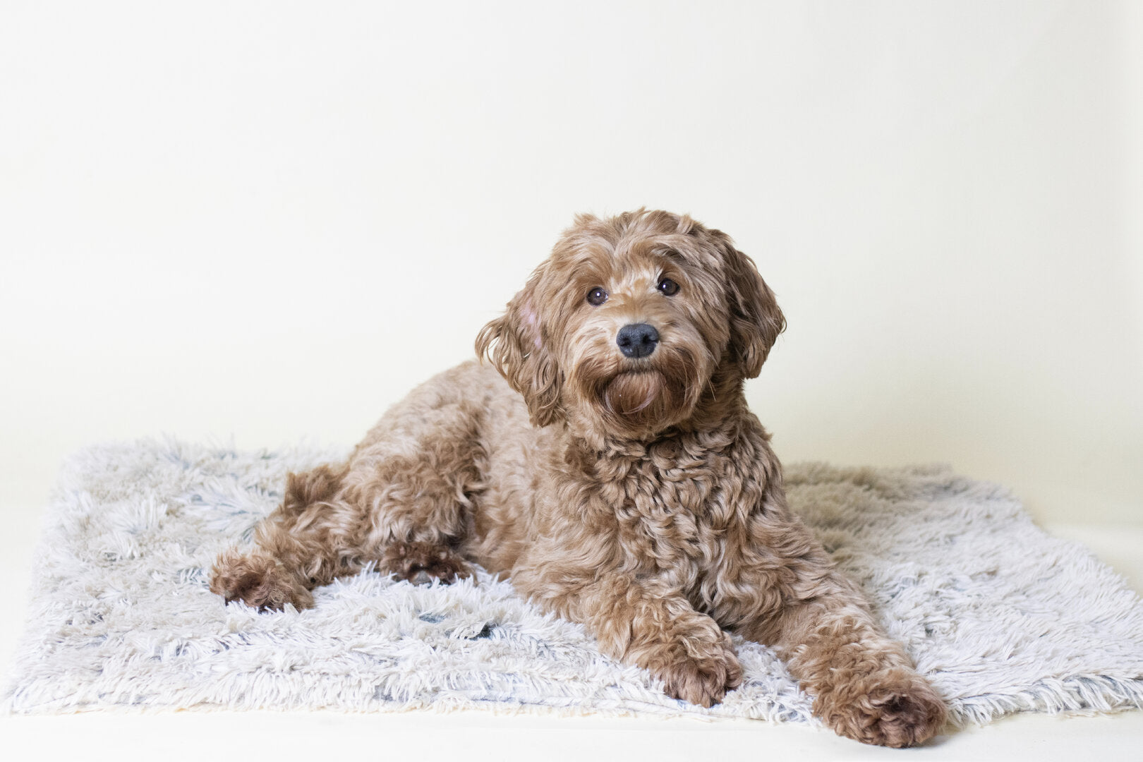 Complete Labradoodle Comfort Set 76 cm – Bench met Schuifdeur + Mand & Accessoires (Meest gekozen)