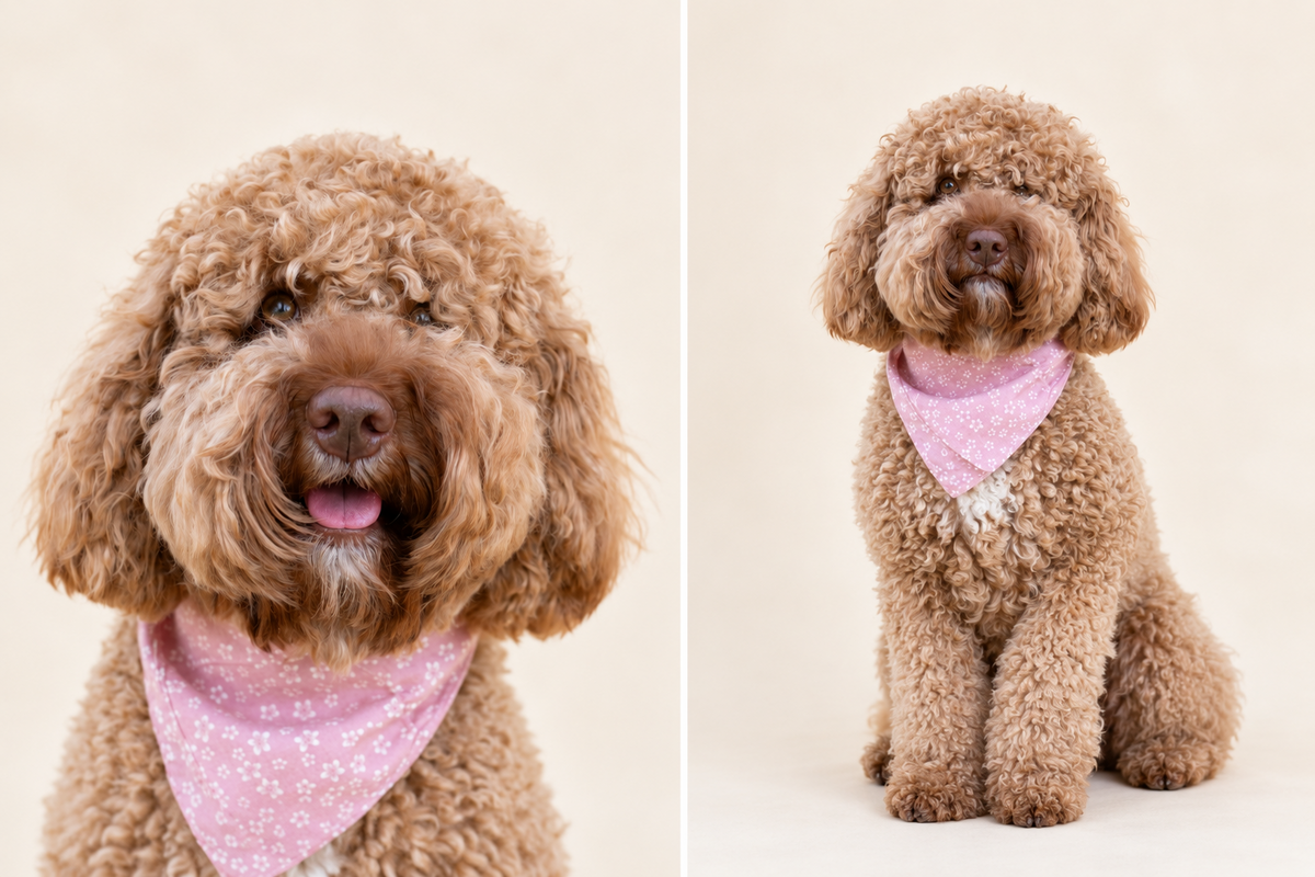 Labradoodle met roze hondenbandana met witte bloemenprint