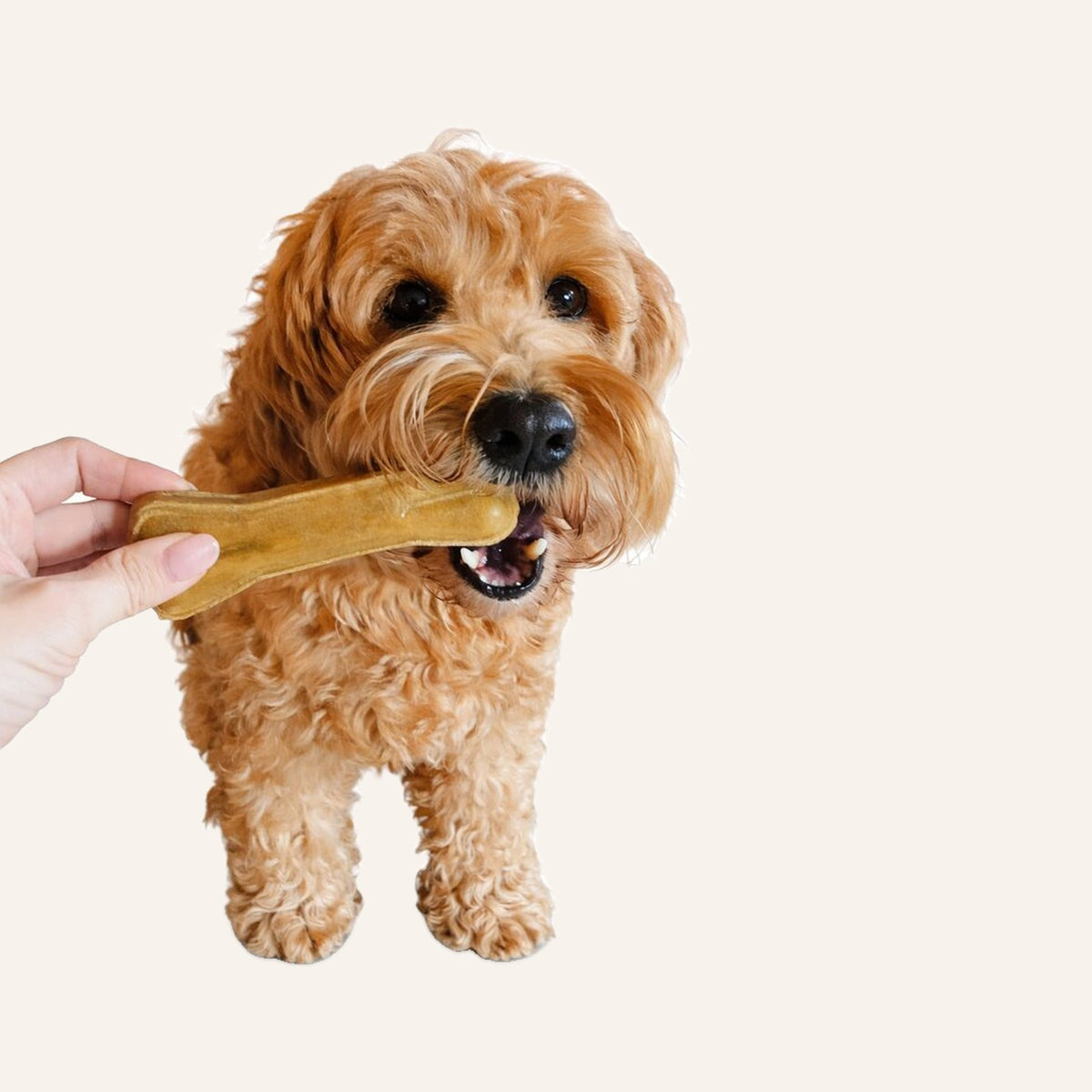Kauwbot hond buffelhuid – veilig kauwbeen Labradoodle | Betuwe