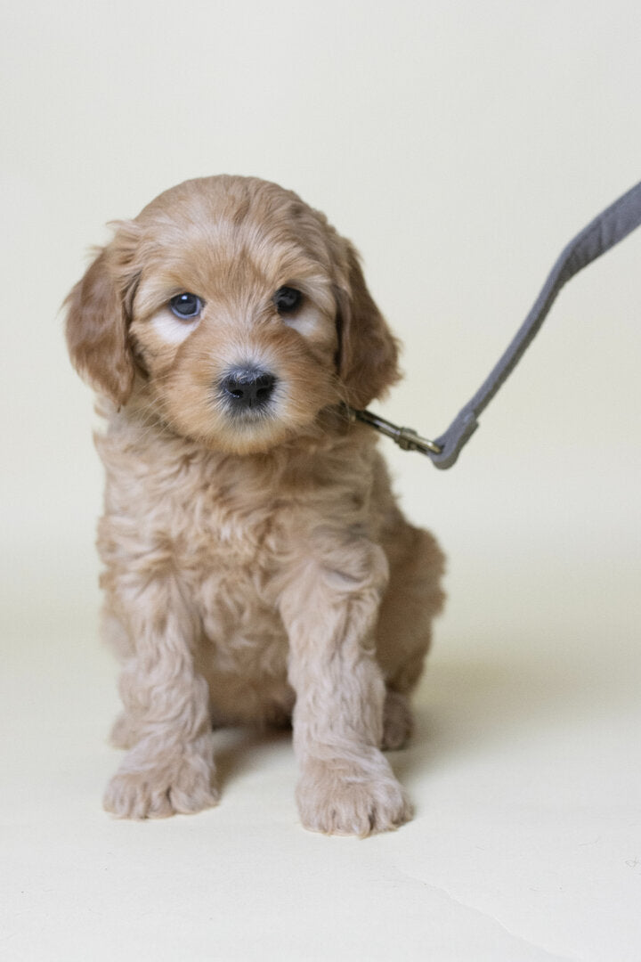 Flamingo Janka Looplijn – Luxe Looplijn voor Labradoodle & Puppy