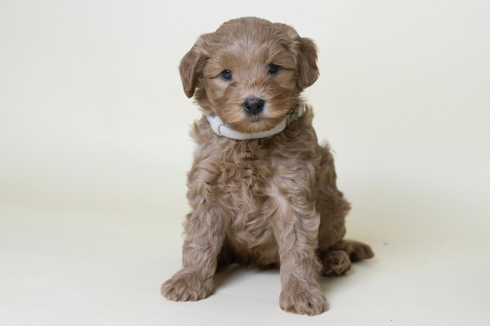 Flamingo Janka Puppy Halsband – Zacht & Verstelbaar voor Labradoodle pups
